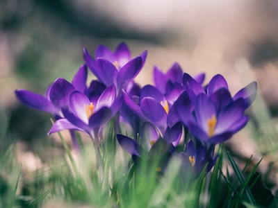 紫色花瓣花特写照片
